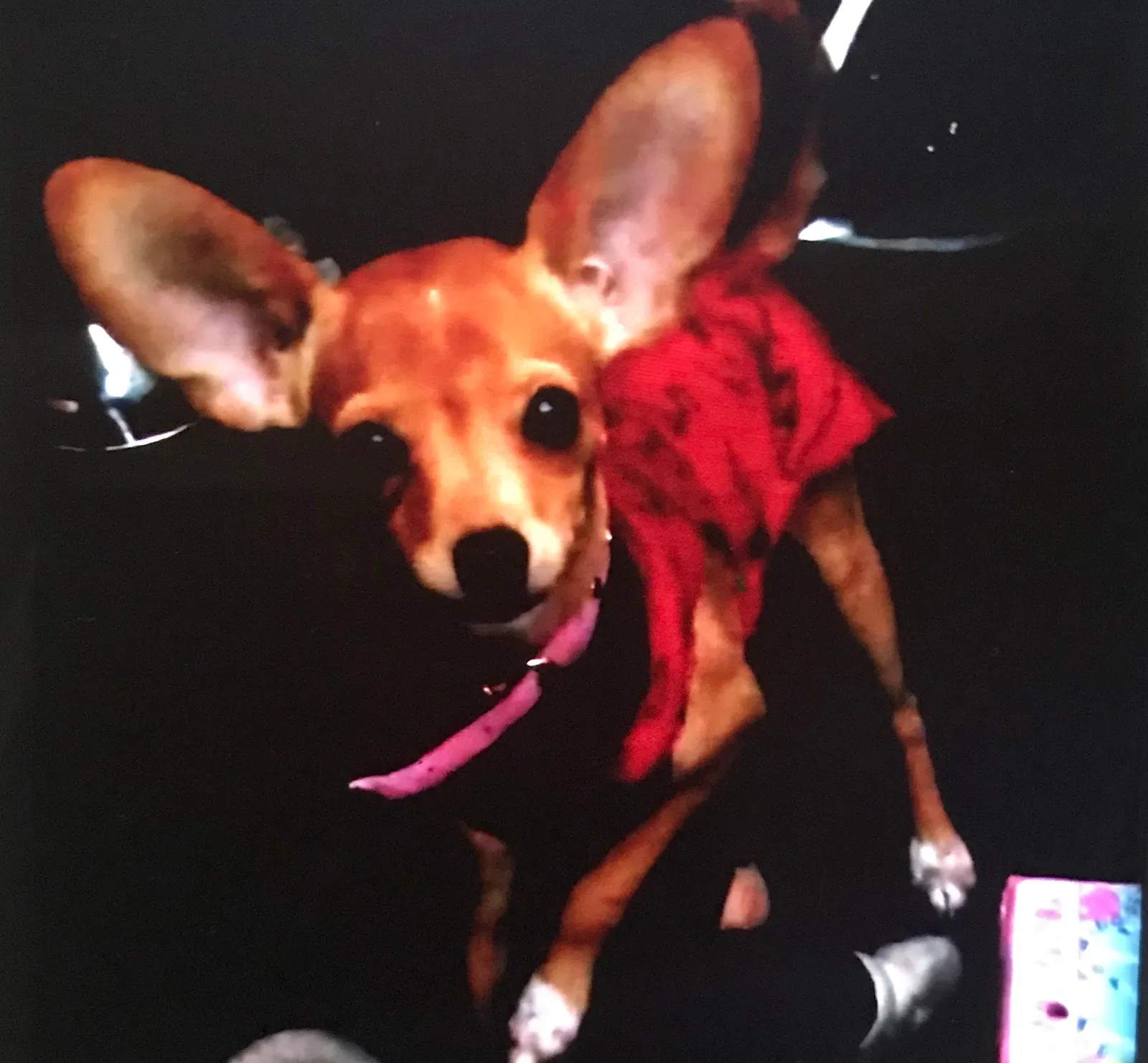 Lost dog in Unknown, CA, 0