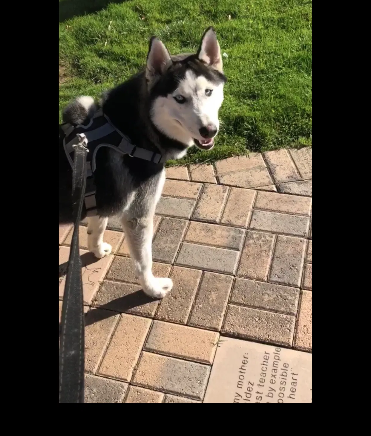 Lost dog in Fontana, CA, 92336