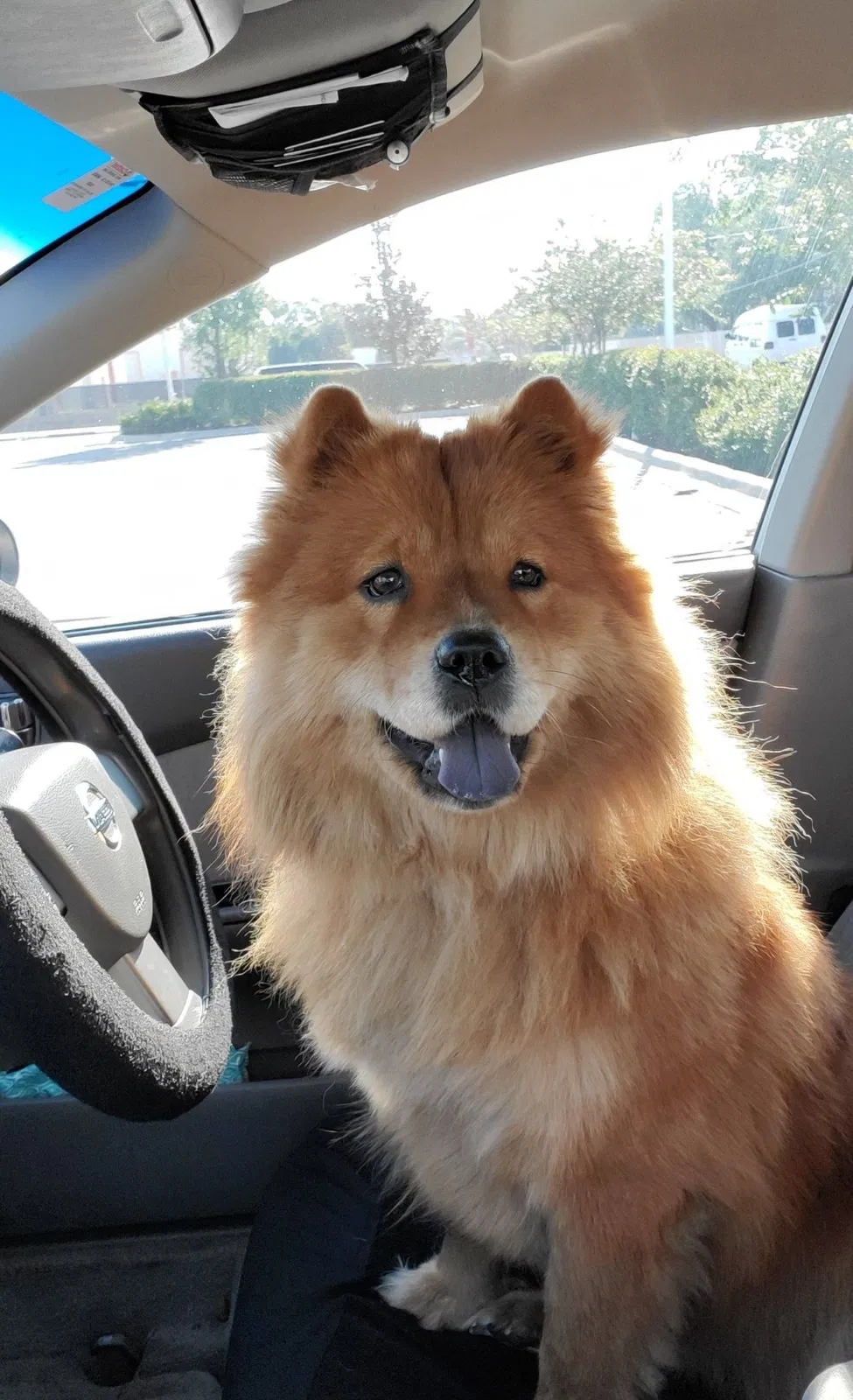 Lost dog in Sarasota, FL, 34234