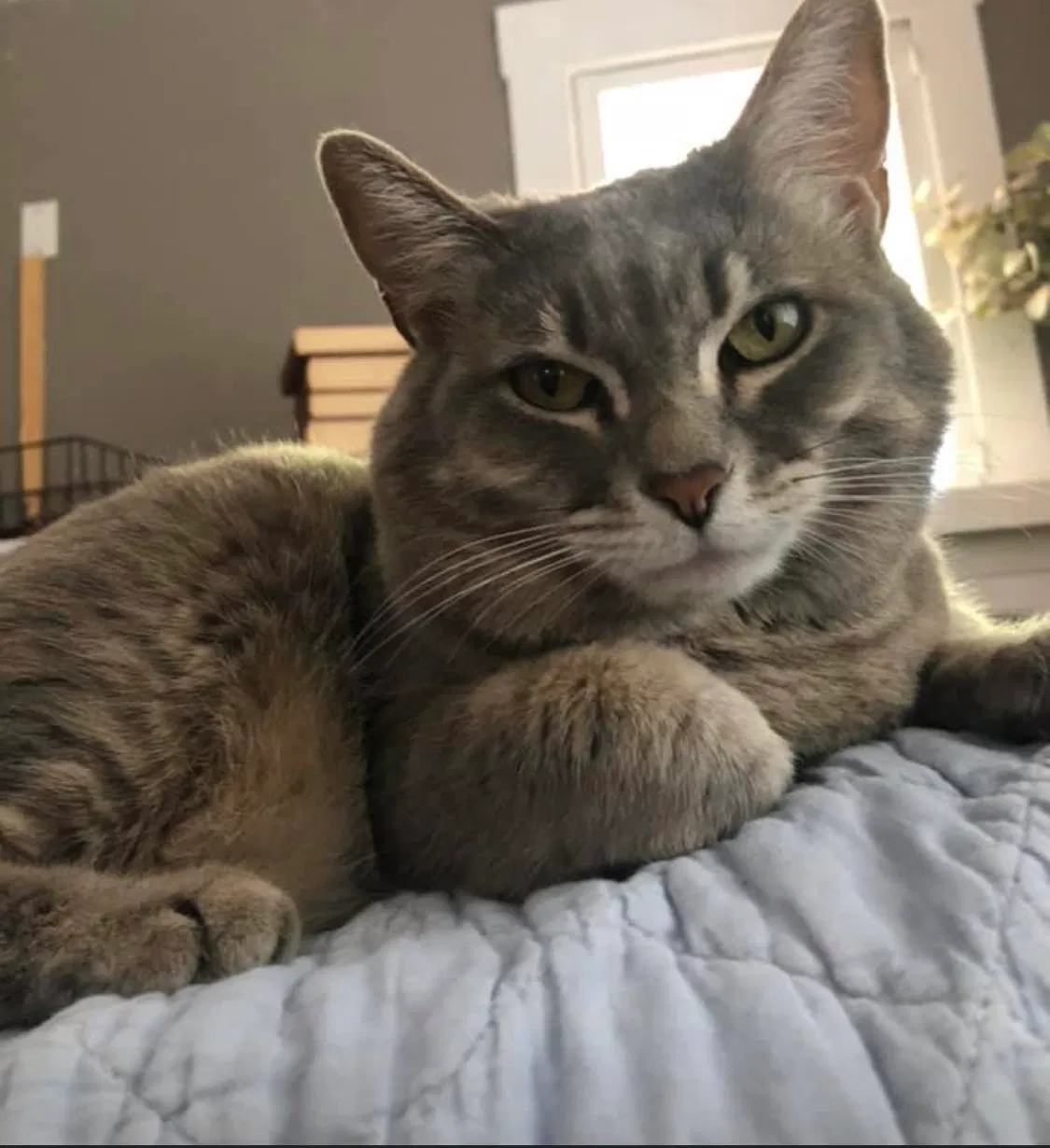 Lost cat in Bakersfield, CA, 93304