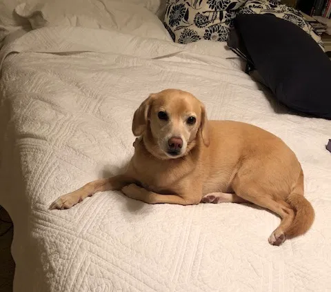 Lost dog in Jupiter, FL, 33469