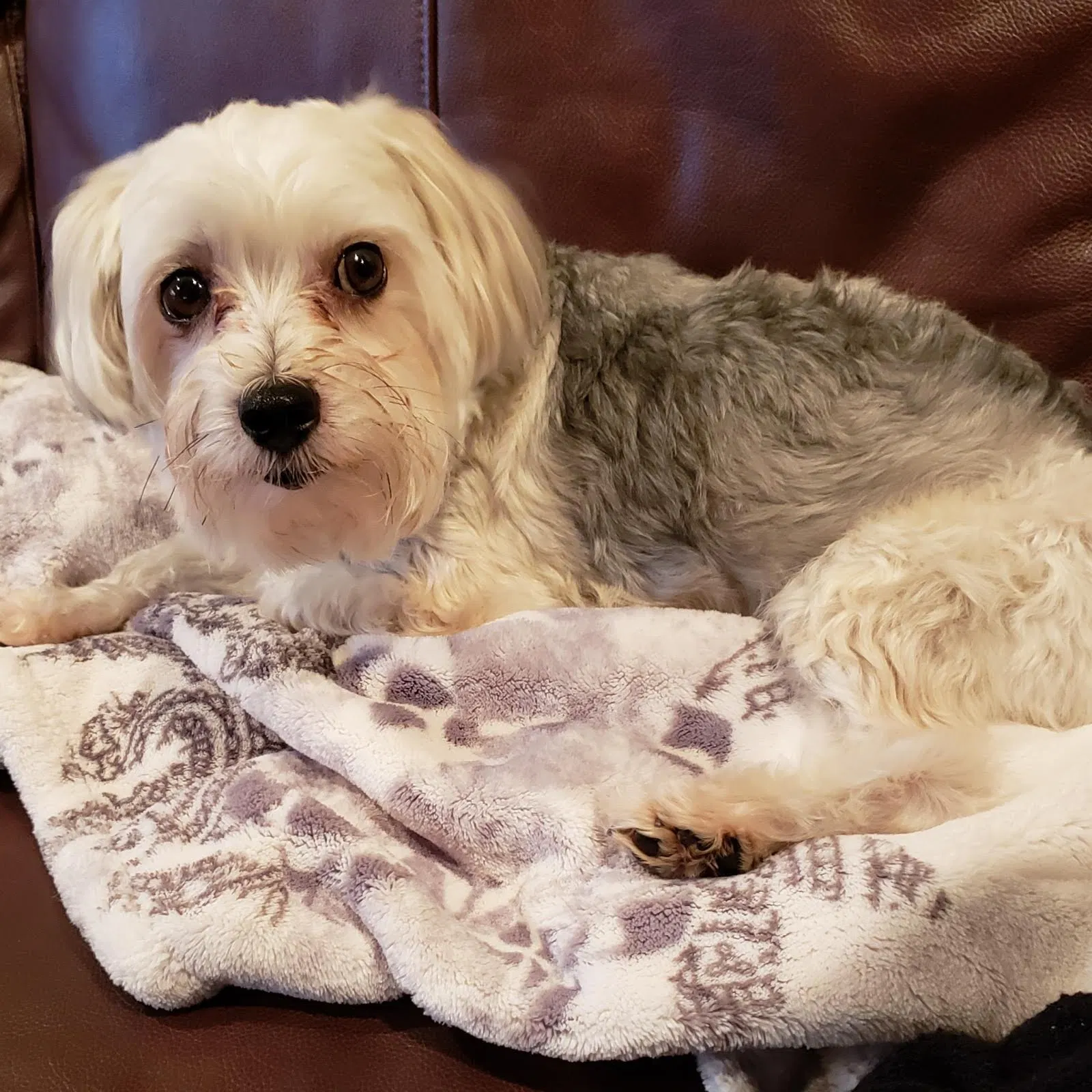 Lost dog in Longview, TX, 75604