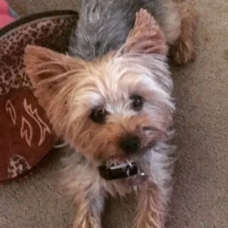 Lost dog in Tucson, AZ, 85704