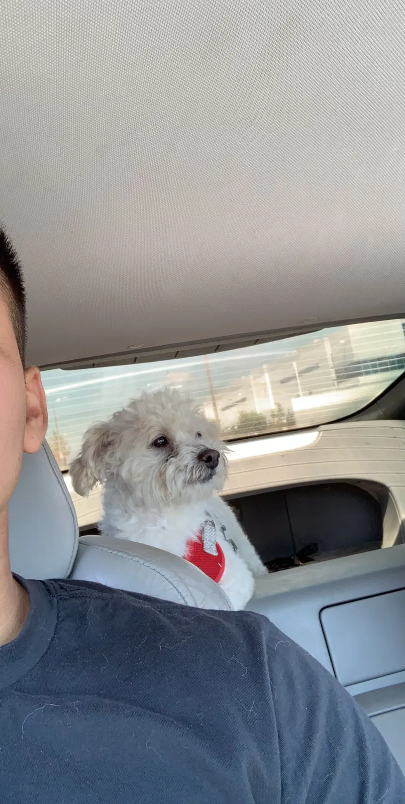 Lost dog in Fontana, CA, 92336