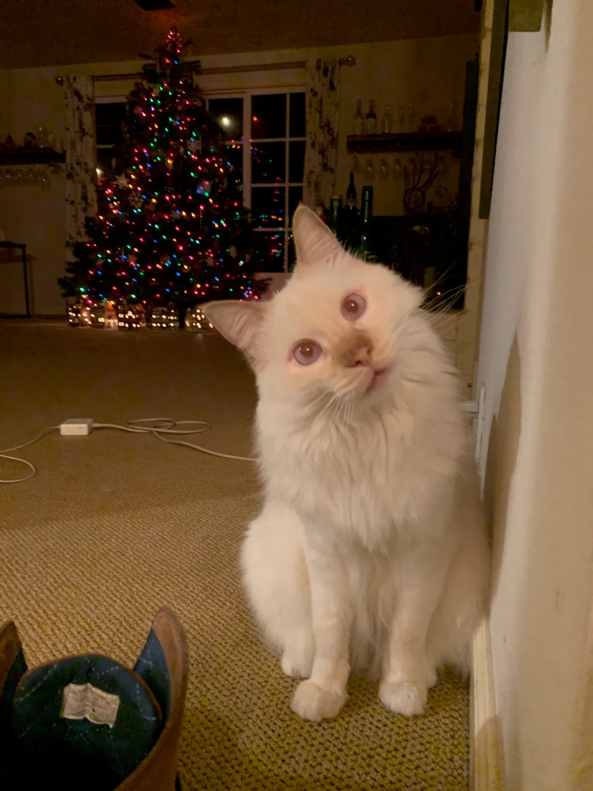 Lost cat in Eugene, OR, 97405