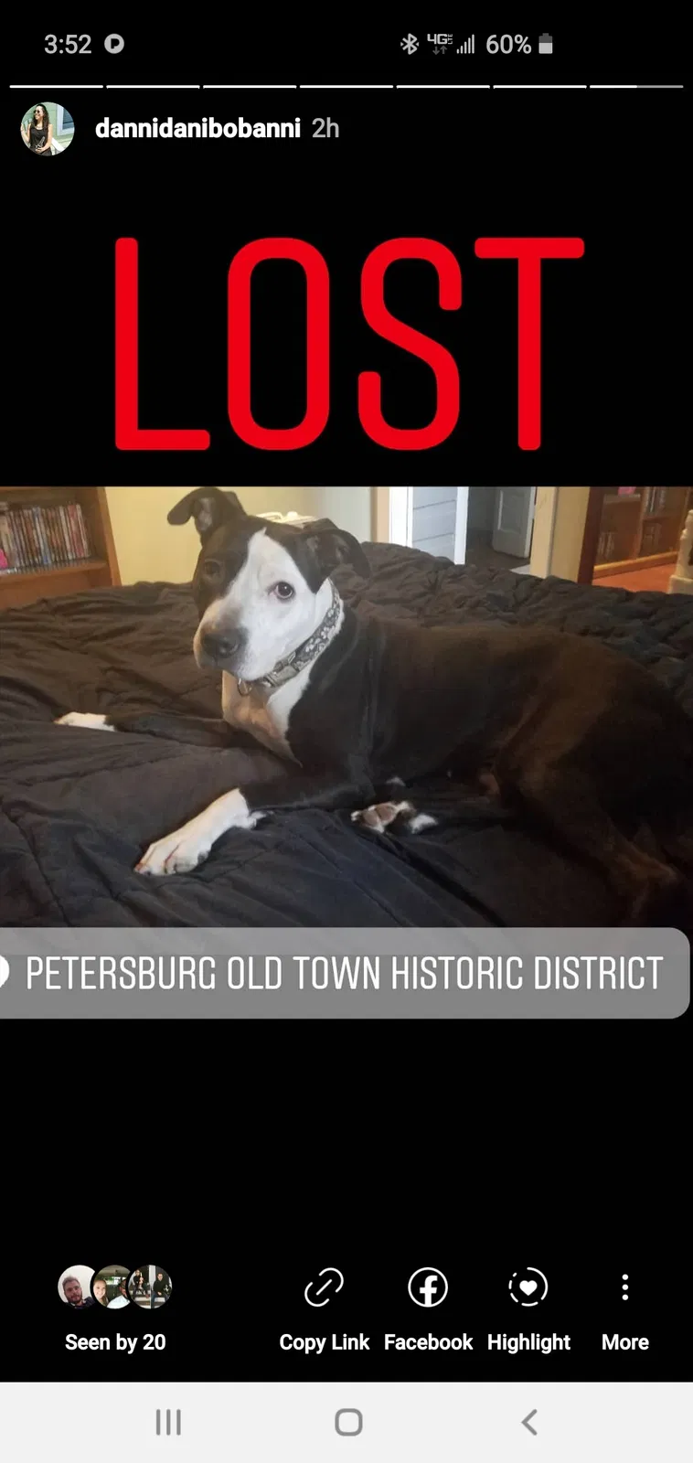 Lost dog in Petersburg, VA, 23803