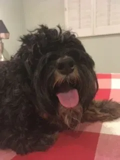Lost dog in Phoenix, AZ, 85016