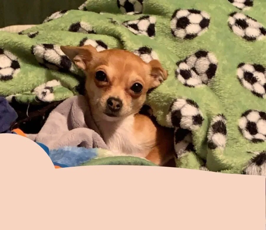 Lost dog in Tacoma, WA, 98444