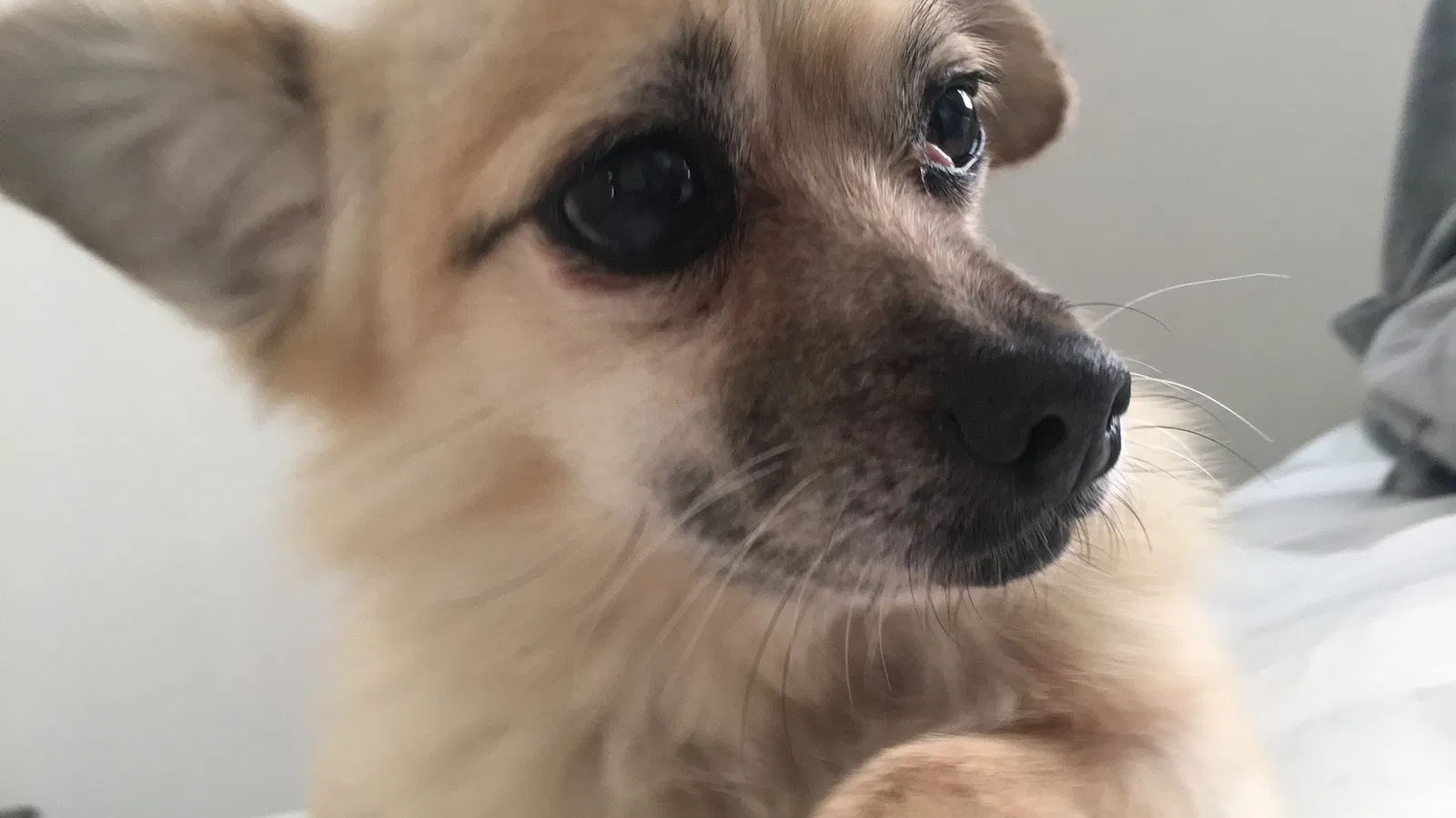 Lost dog in Lincolnton, NC, 28092