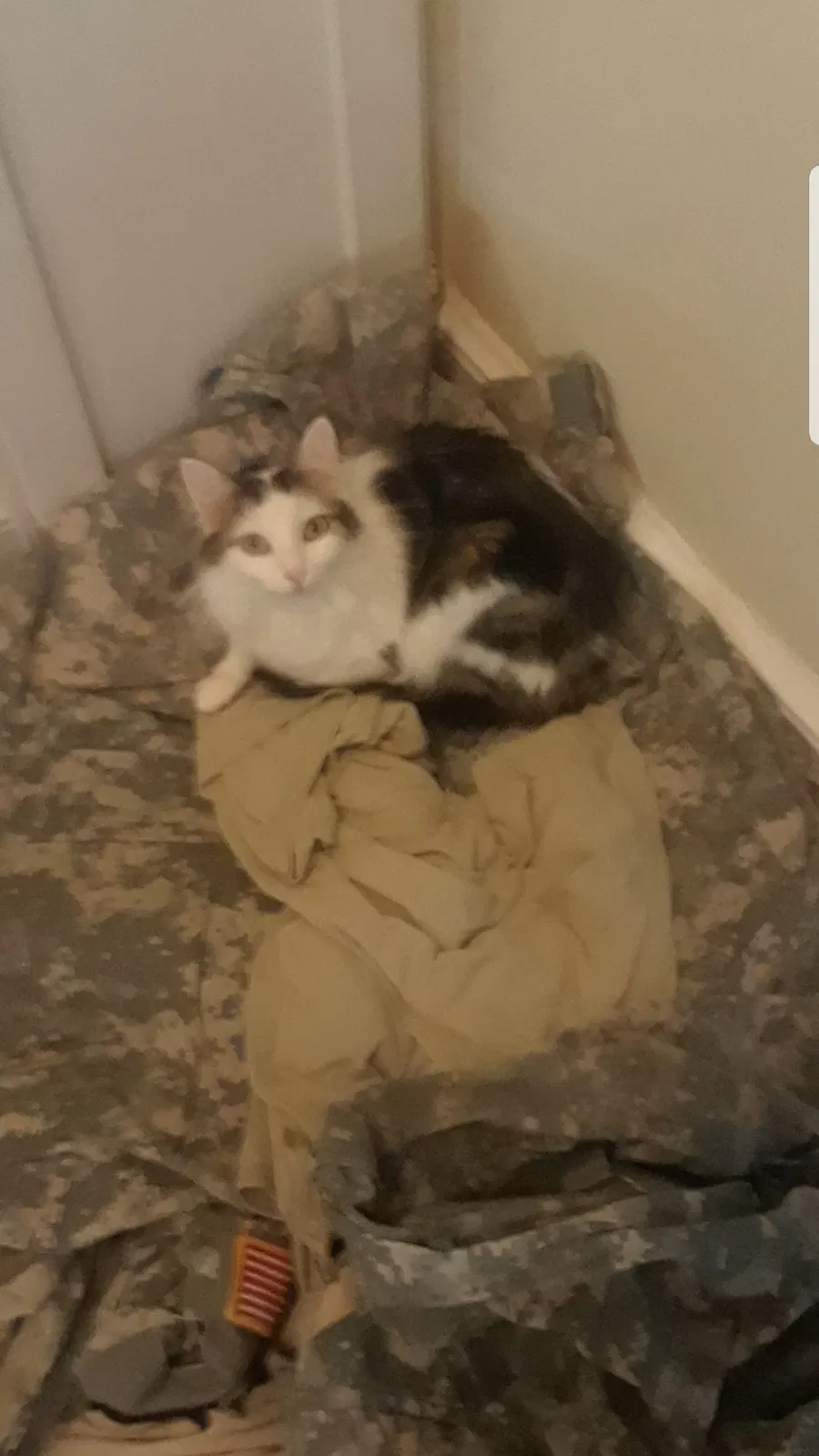 Lost cat in West Columbia, SC, 29169