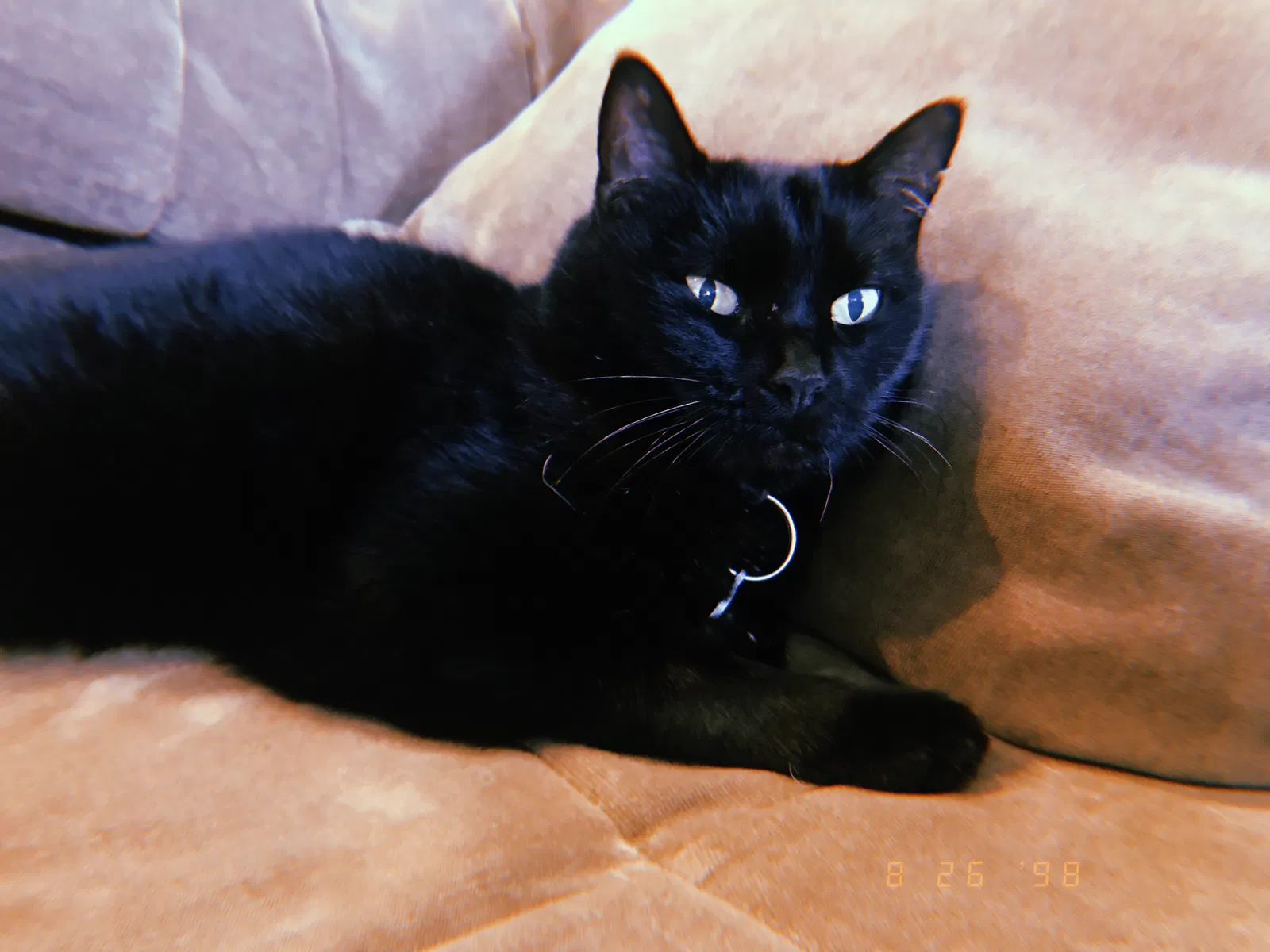 Lost cat in Edmonds, WA, 98026