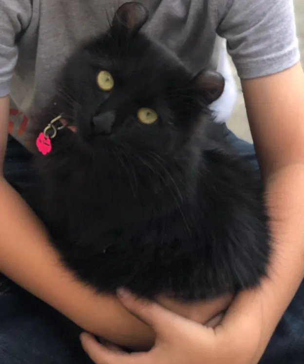 Lost cat in Brentwood, CA, 94513