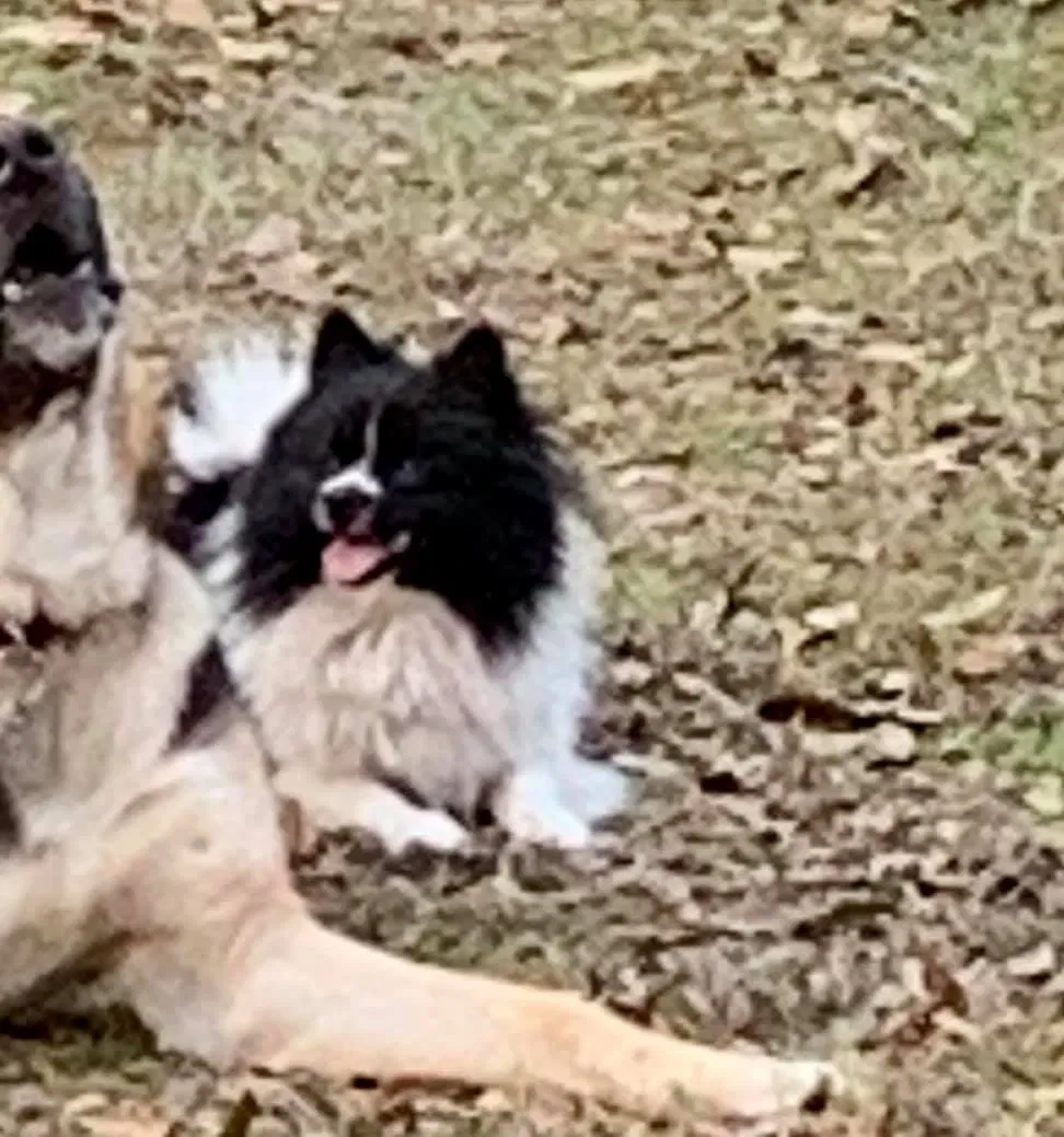 Lost dog in Longview, TX, 75604