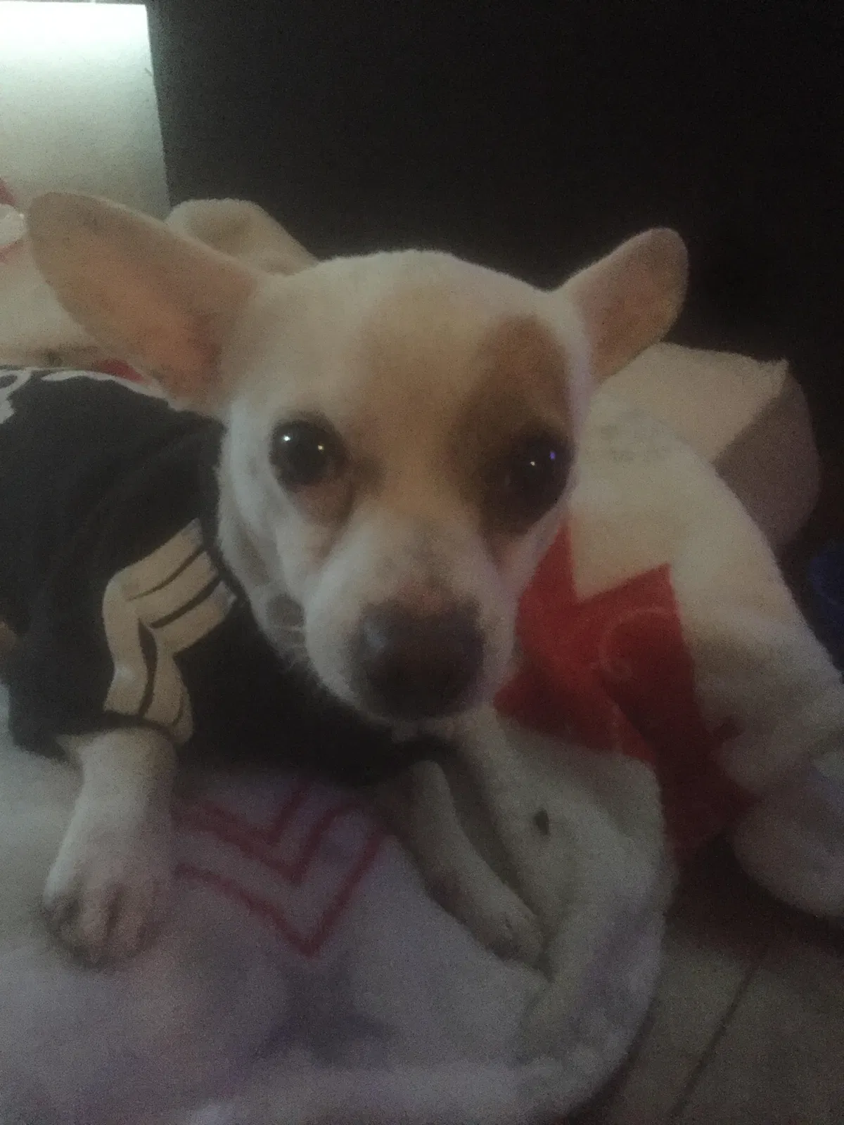 Lost dog in Canoga Park, CA, 91304