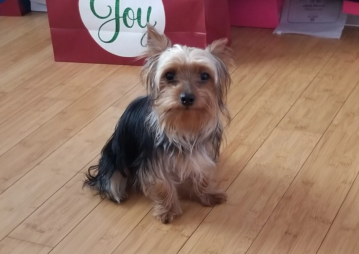 Lost dog in San Antonio, TX, 78260