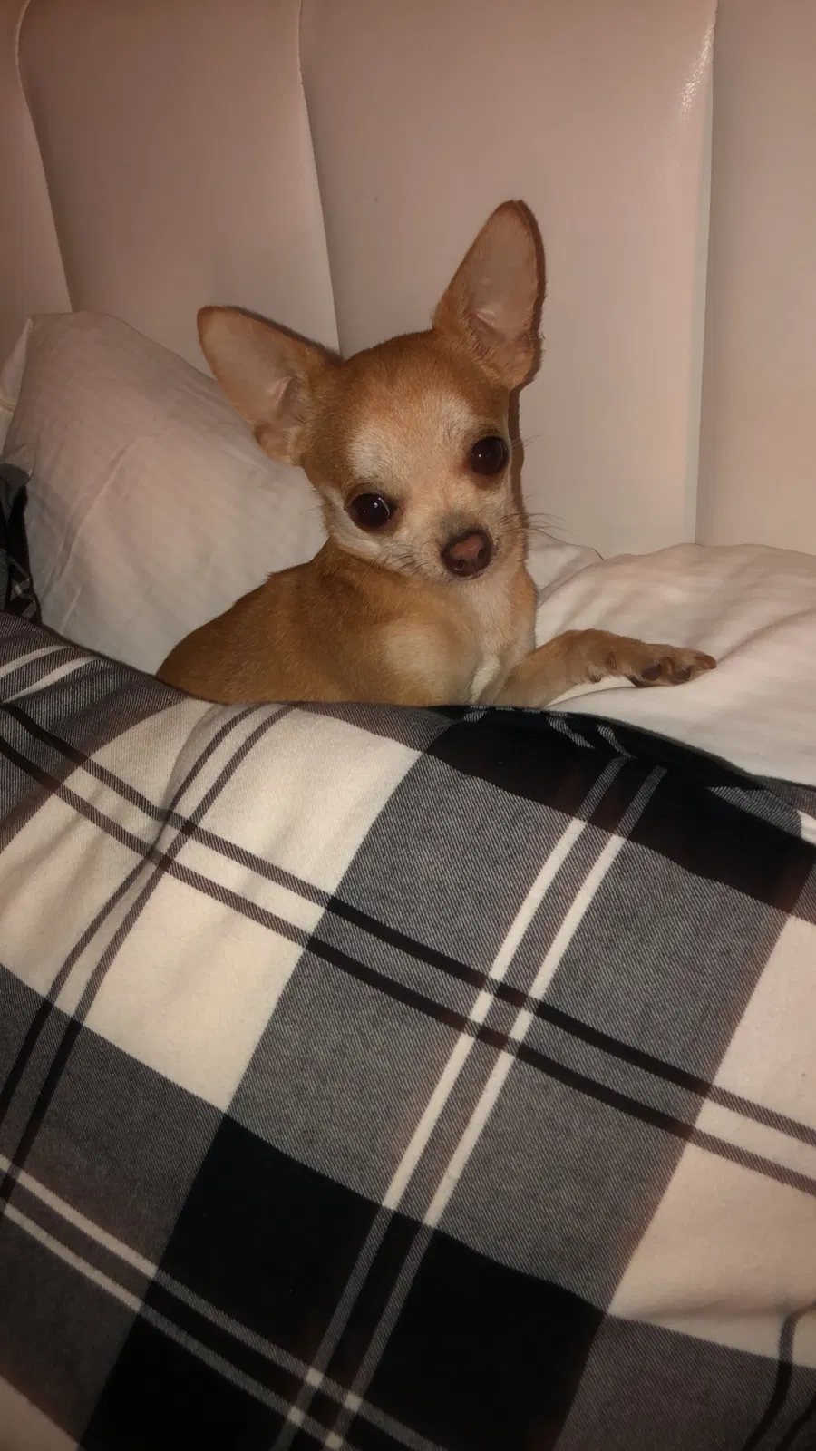 Lost dog in Tucson, AZ, 85746