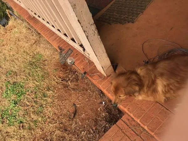 Lost dog in Pelzer, SC, 29669