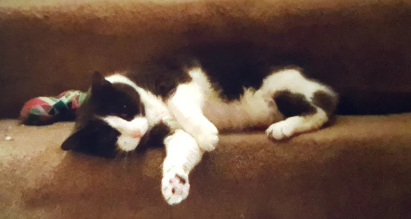 Lost cat in Leominster, MA, 1453
