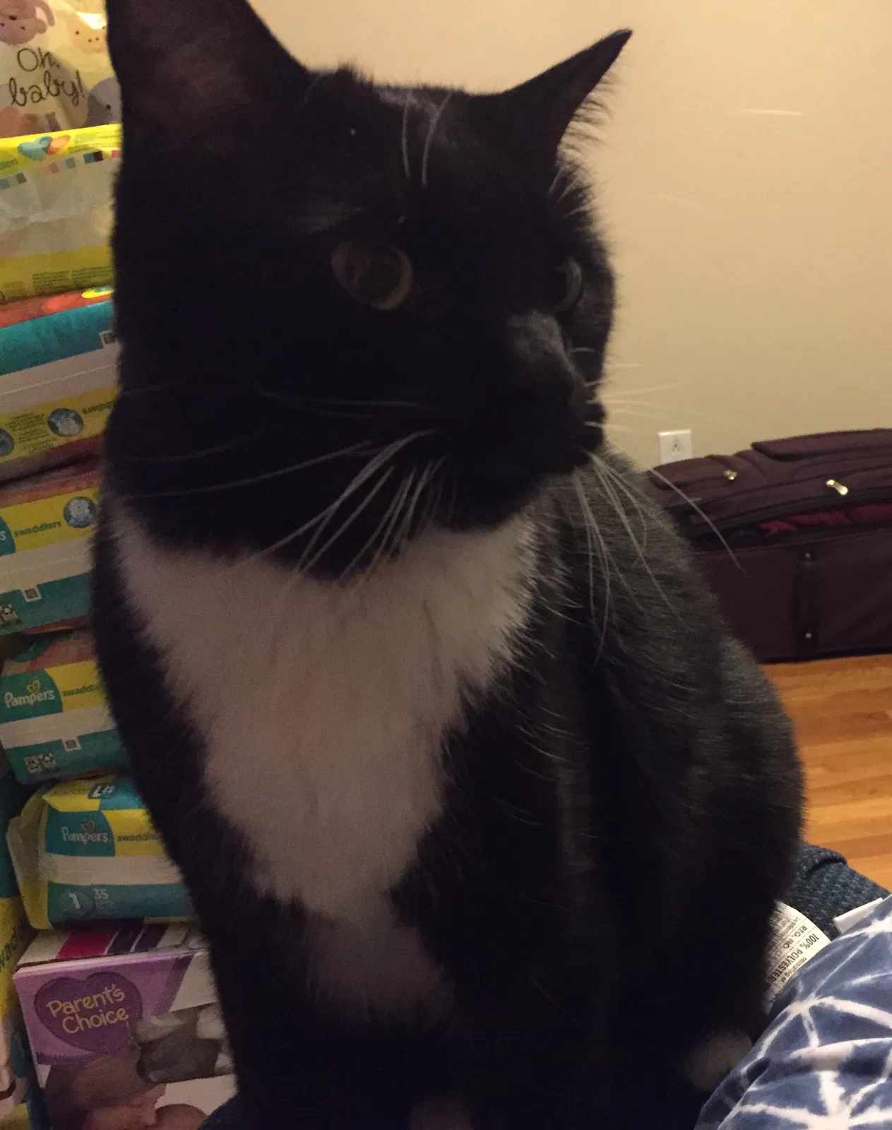 Lost cat in Knoxville, TN, 37912