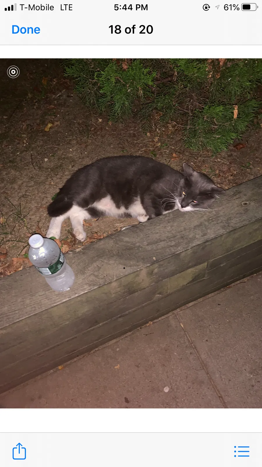 Lost cat in Queens Village, NY, 11427