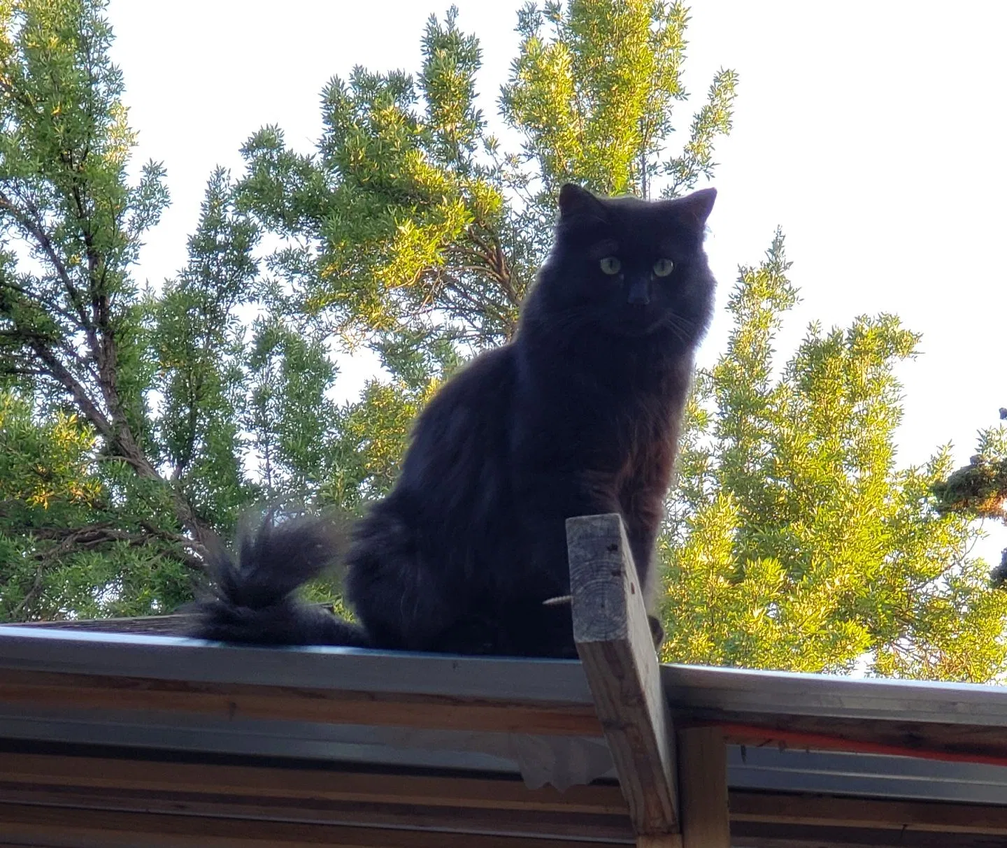 Lost cat in Fort Collins, CO, 80525