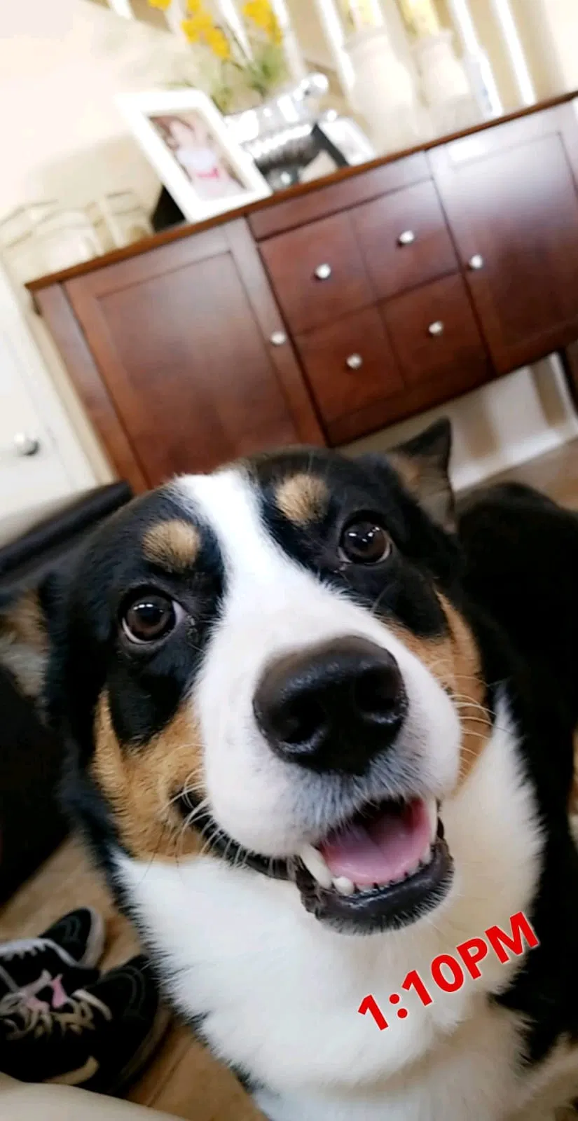 Lost dog in Brownsville, TX, 78526
