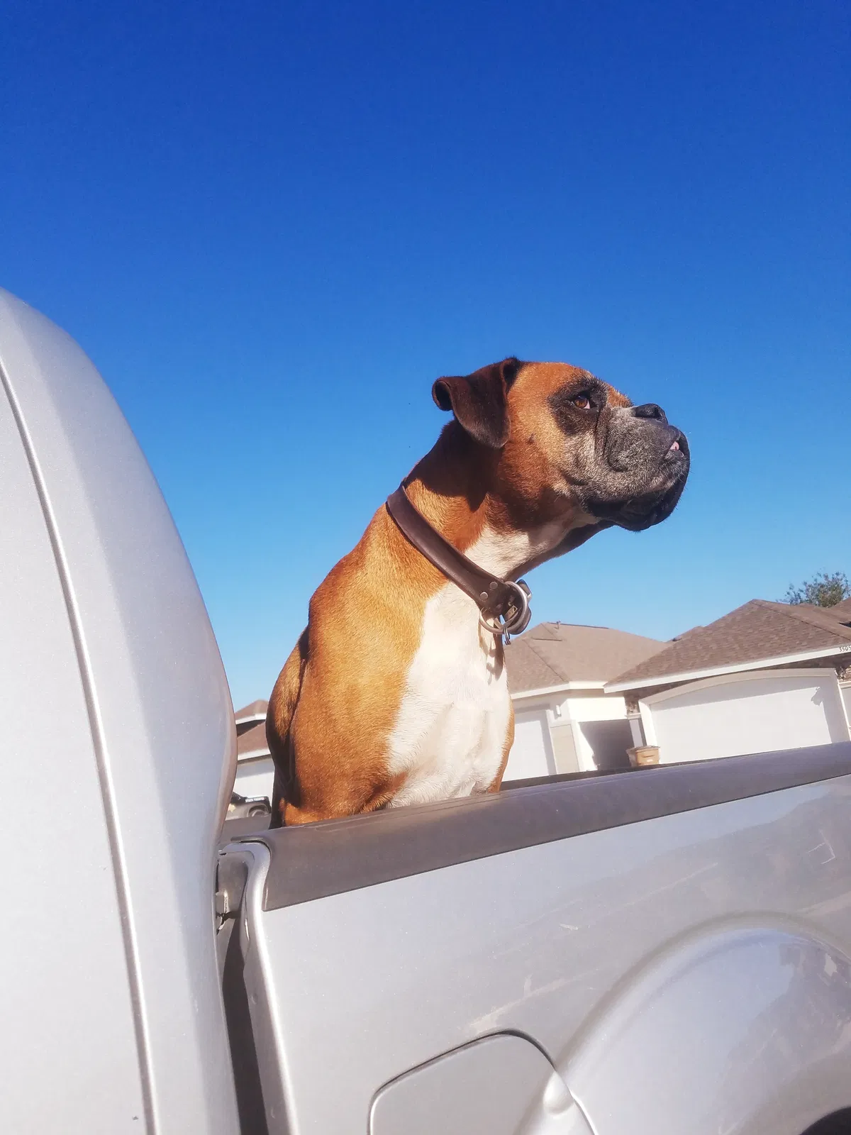 Lost dog in Edinburg, TX, 78542