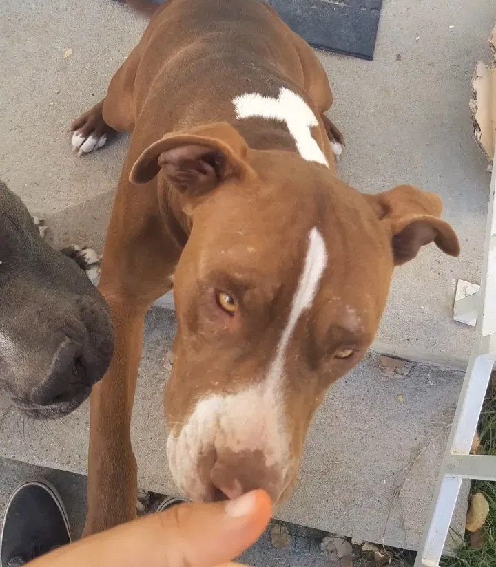 Lost dog in Bakersfield, CA, 93313