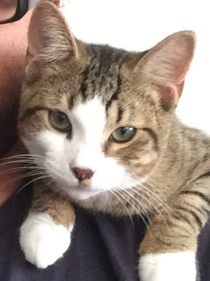 Lost cat in Ypsilanti, MI, 48198