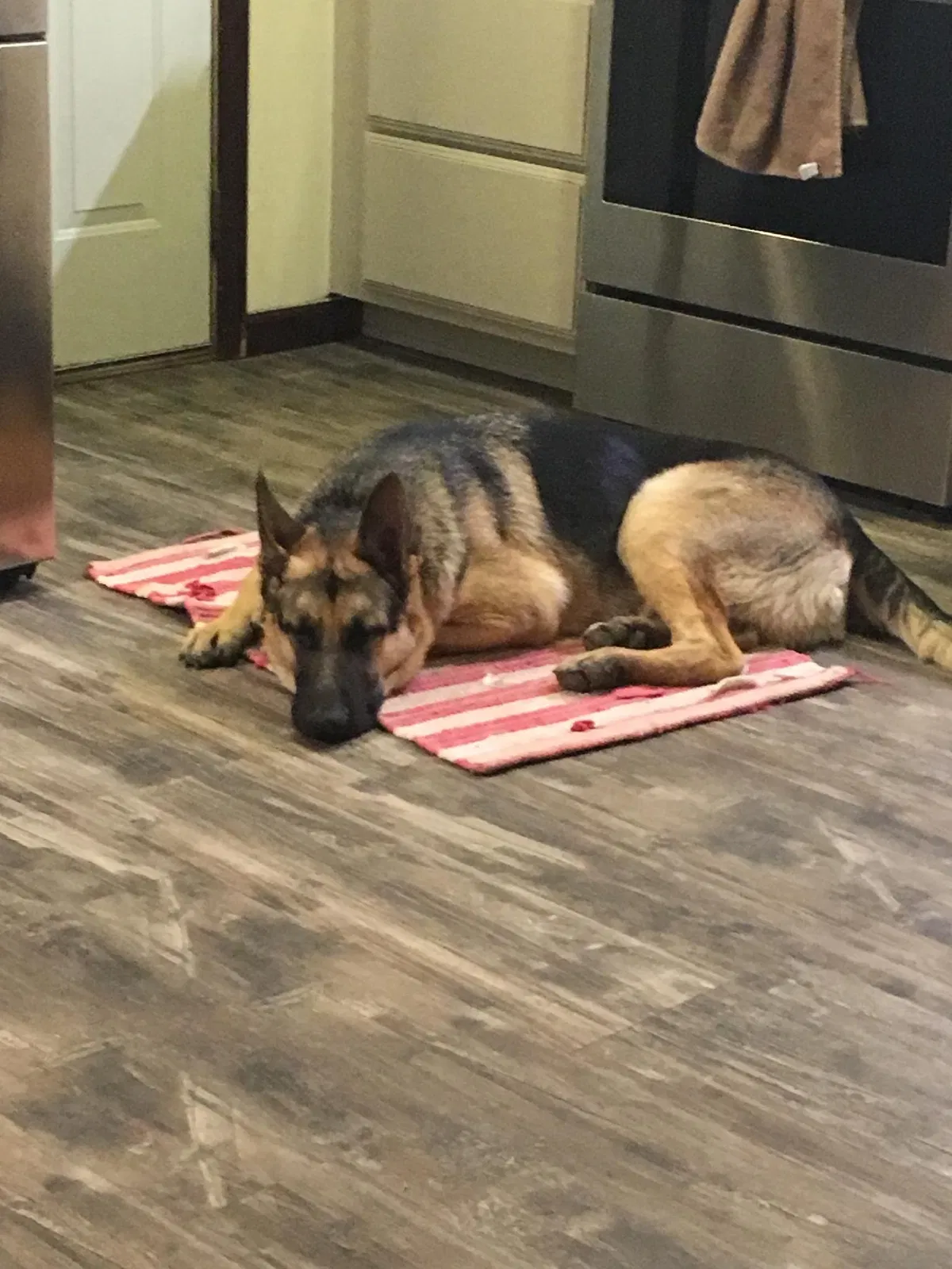 Lost dog in Batesville, IN, 47006