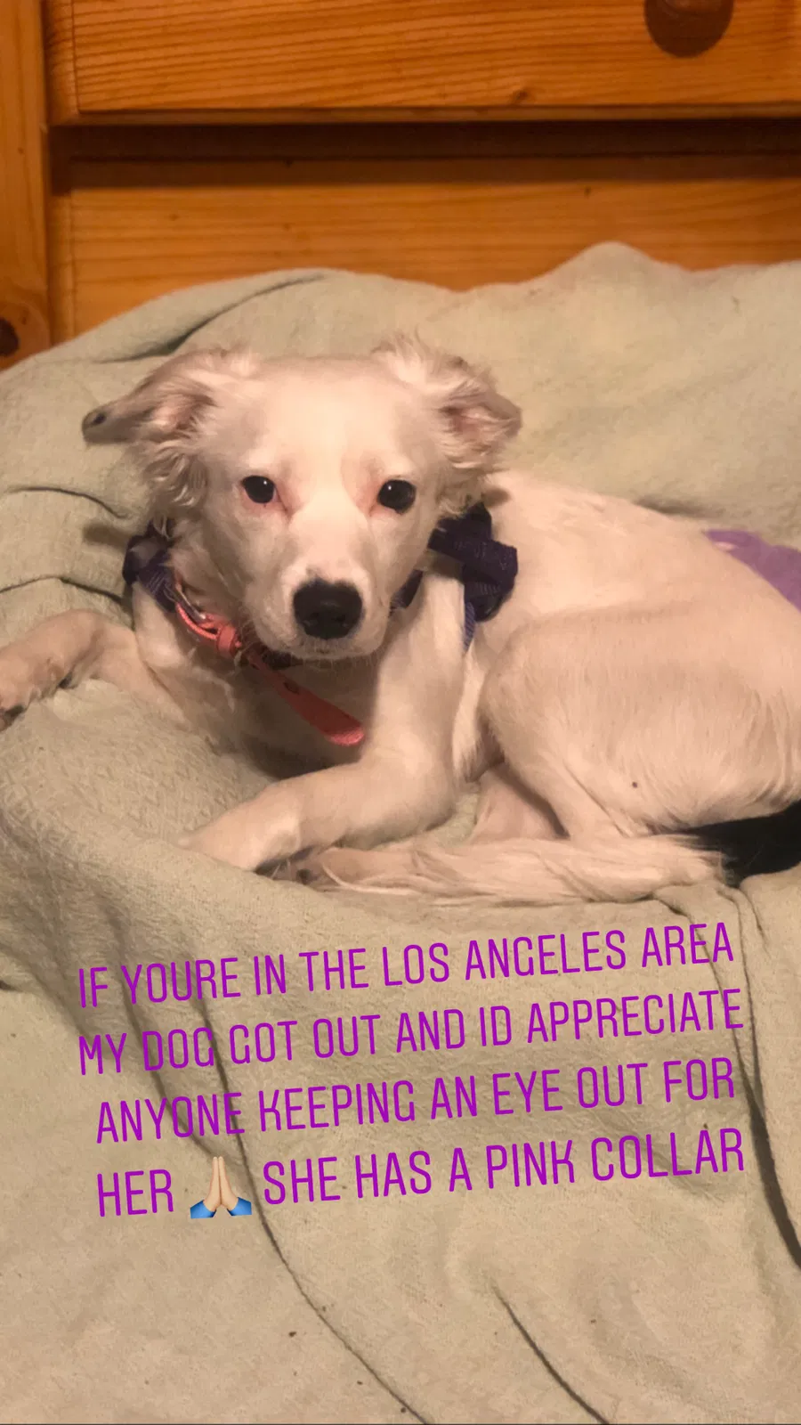 Lost dog in Los Angeles, CA, 90023