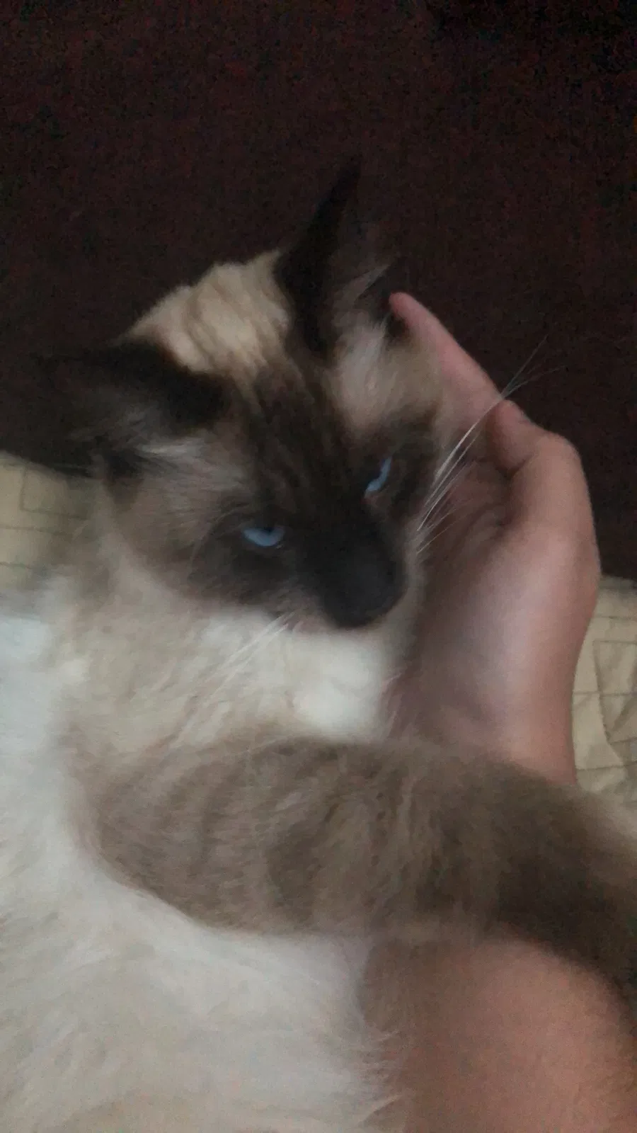 Lost cat in Grand Prairie, TX, 75052