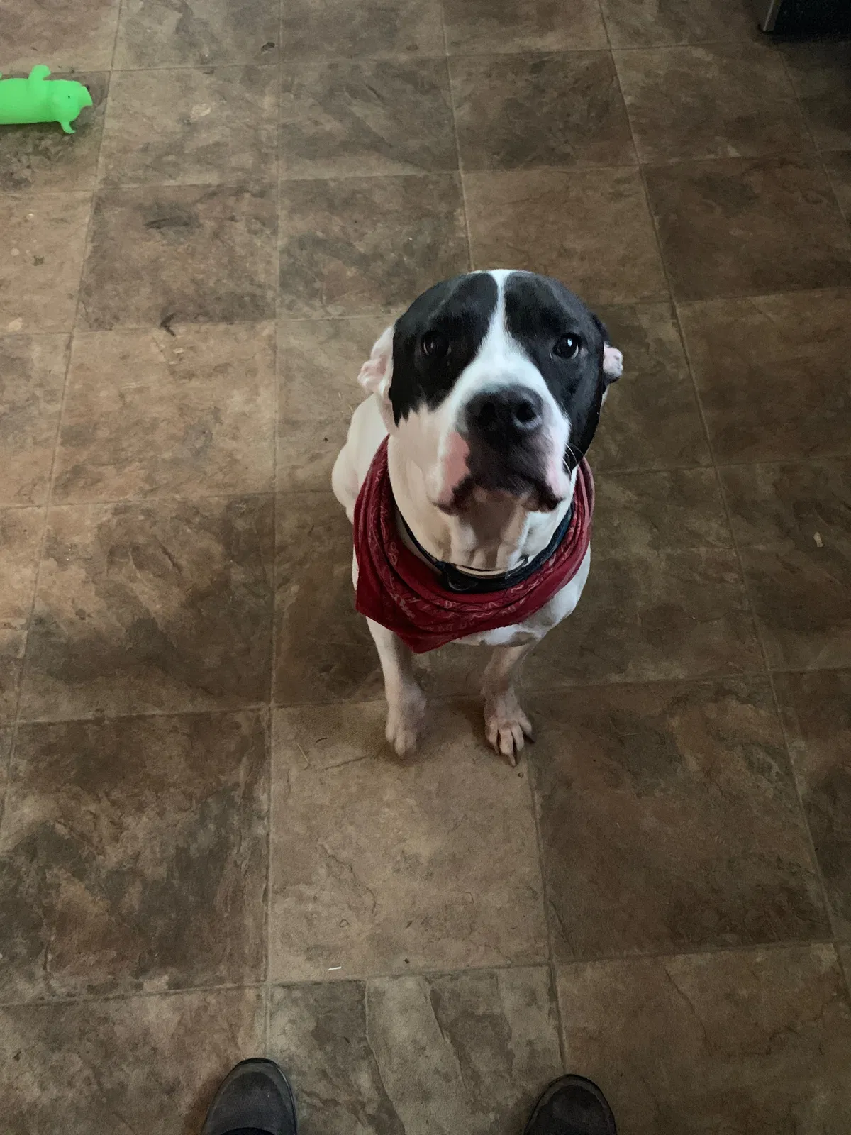 Lost dog in Greenfield, IN, 46140