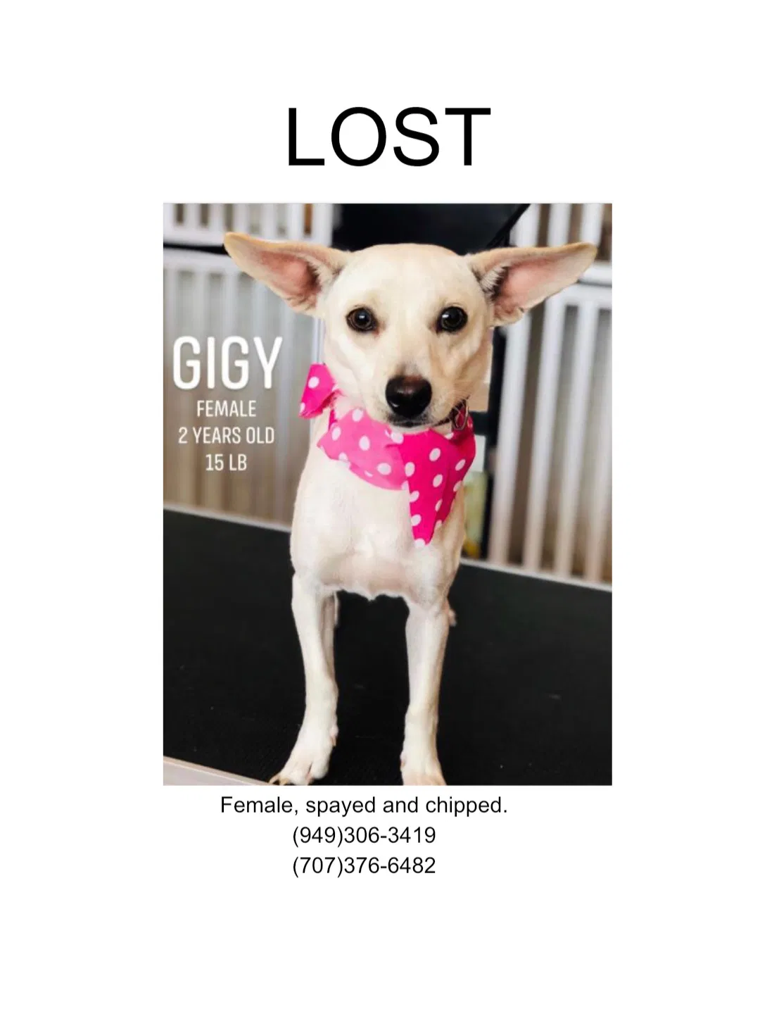 Lost dog in Costa Mesa, CA, 92626