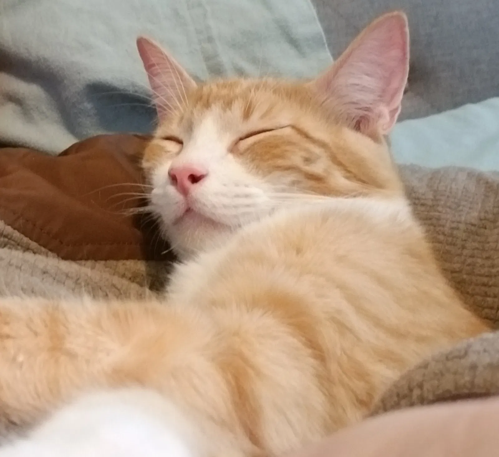 Lost cat in North Richland Hills, TX, 76182