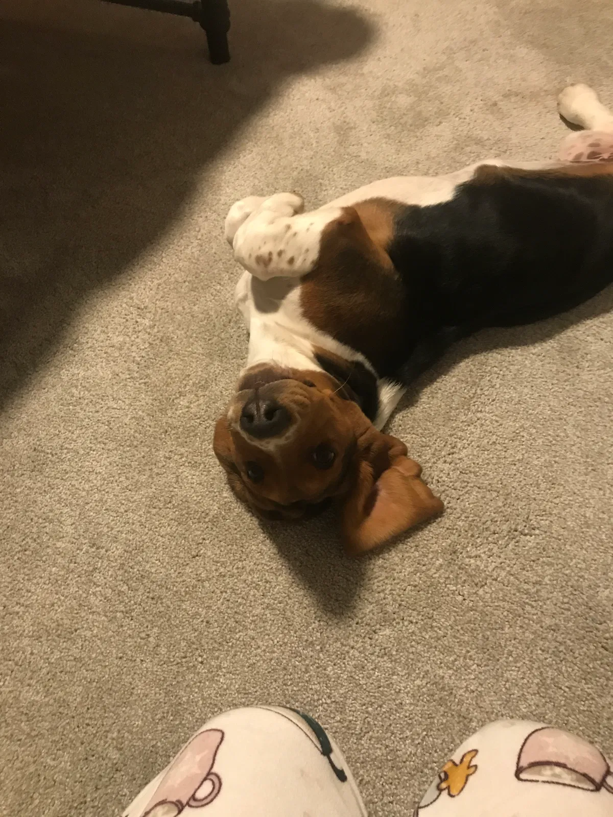 Lost dog in Boyd, TX, 76023