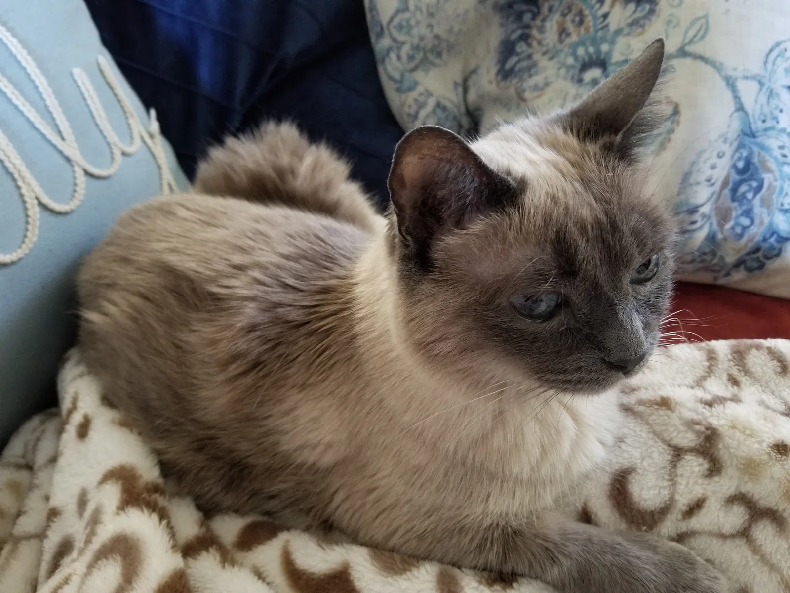 Lost cat in Sun City Center, FL, 33573