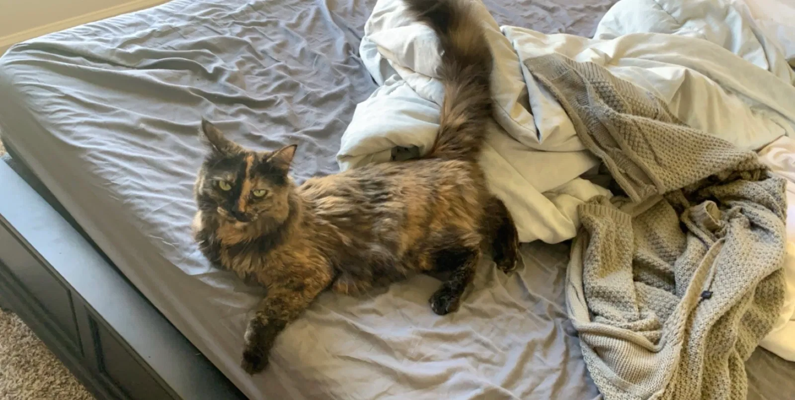 Lost cat in Chandler, AZ, 85225
