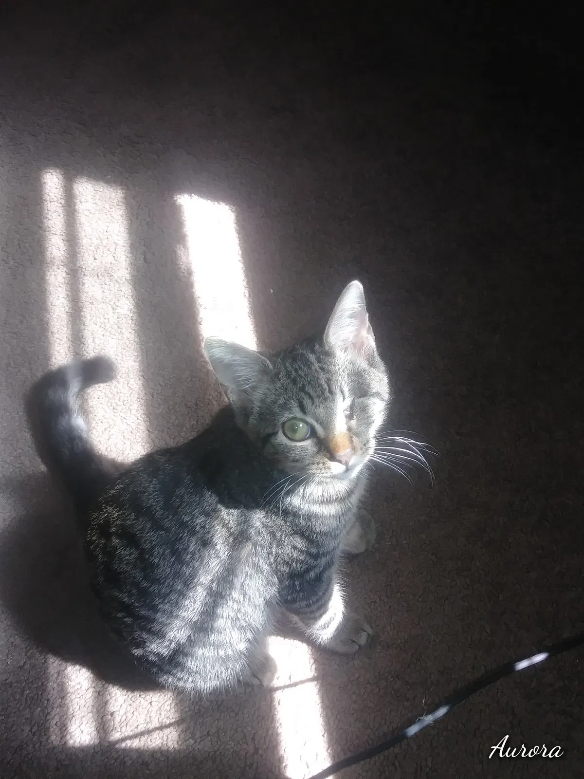 Lost cat in Marcus Hook, PA, 19061