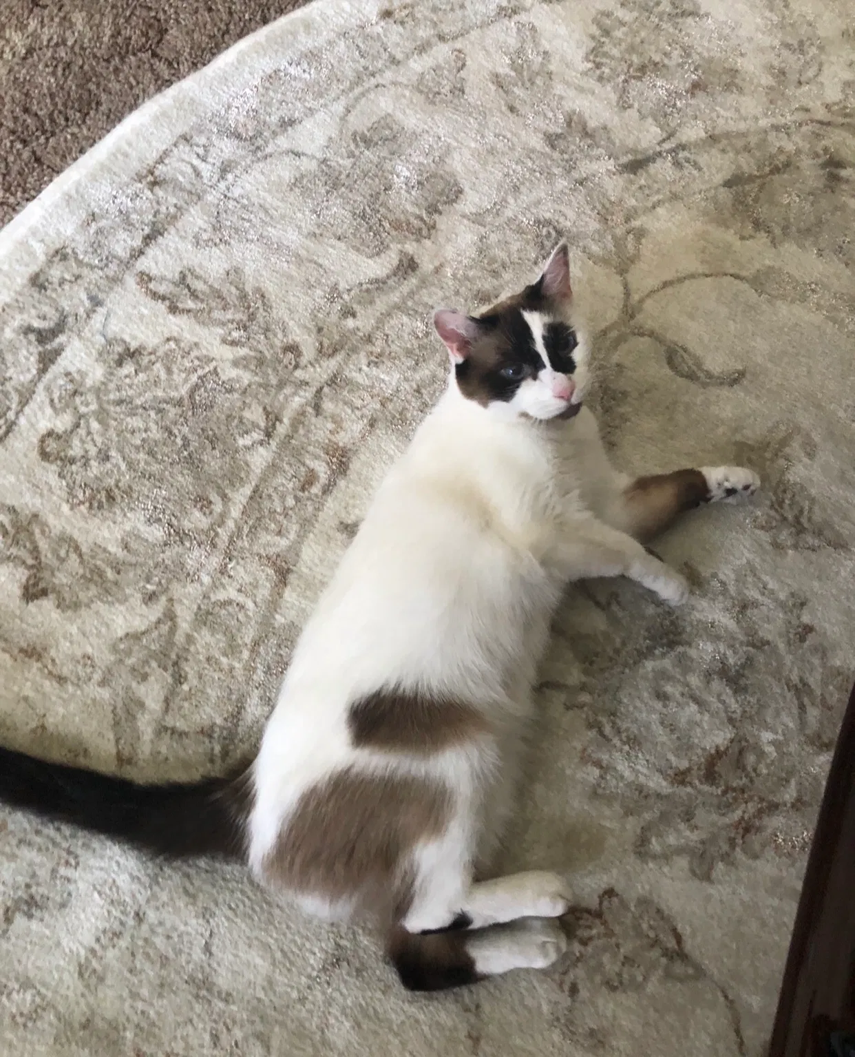 Lost dog in San Bernardino, CA, 92407