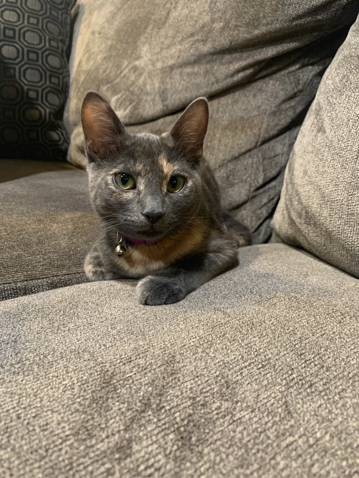 Lost cat in Chicago, IL, 60647