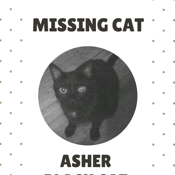 Lost cat in Newtown, PA, 18940