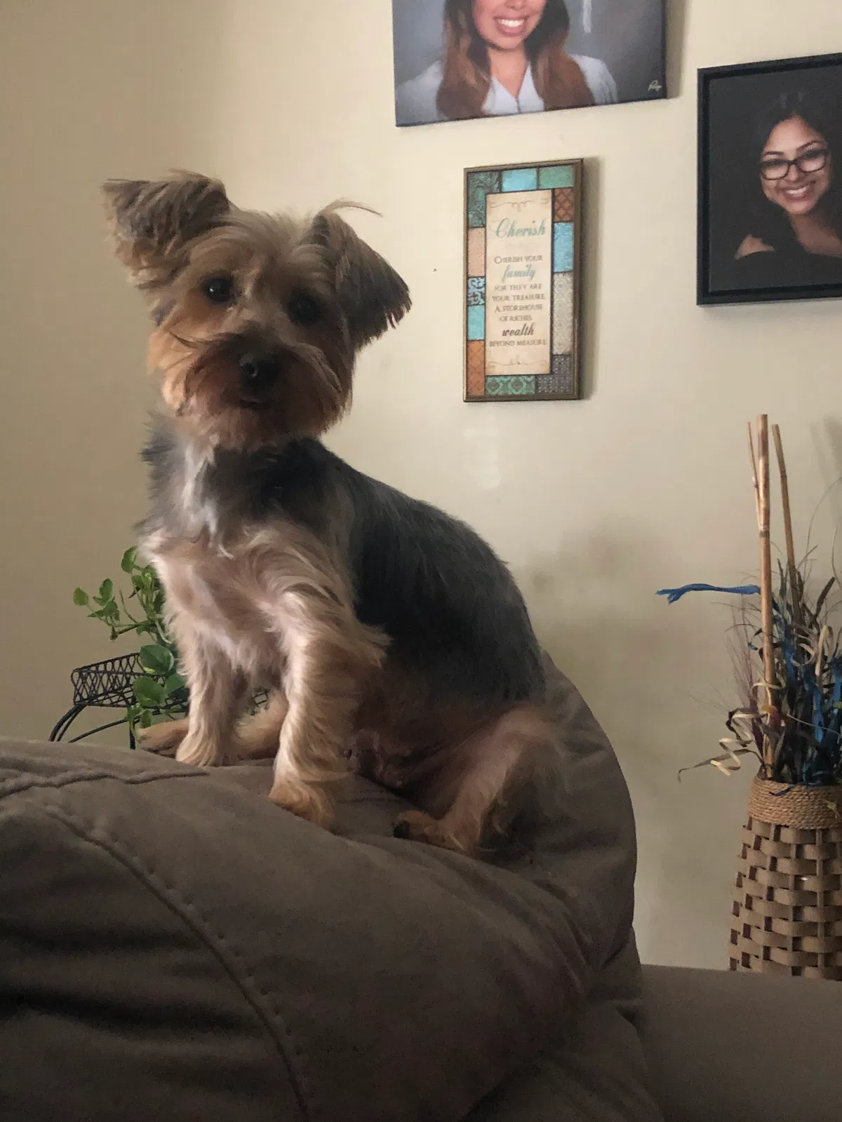 Lost dog in Allentown, PA, 18109