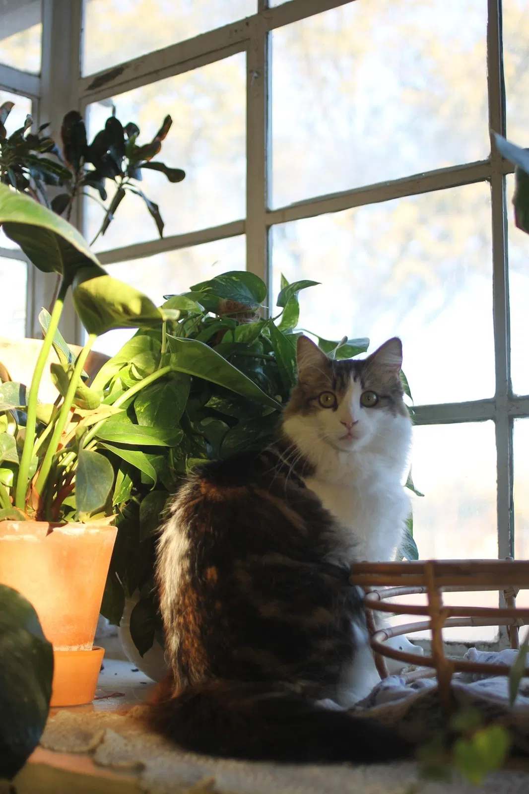 Lost cat in Tucson, AZ, 85711