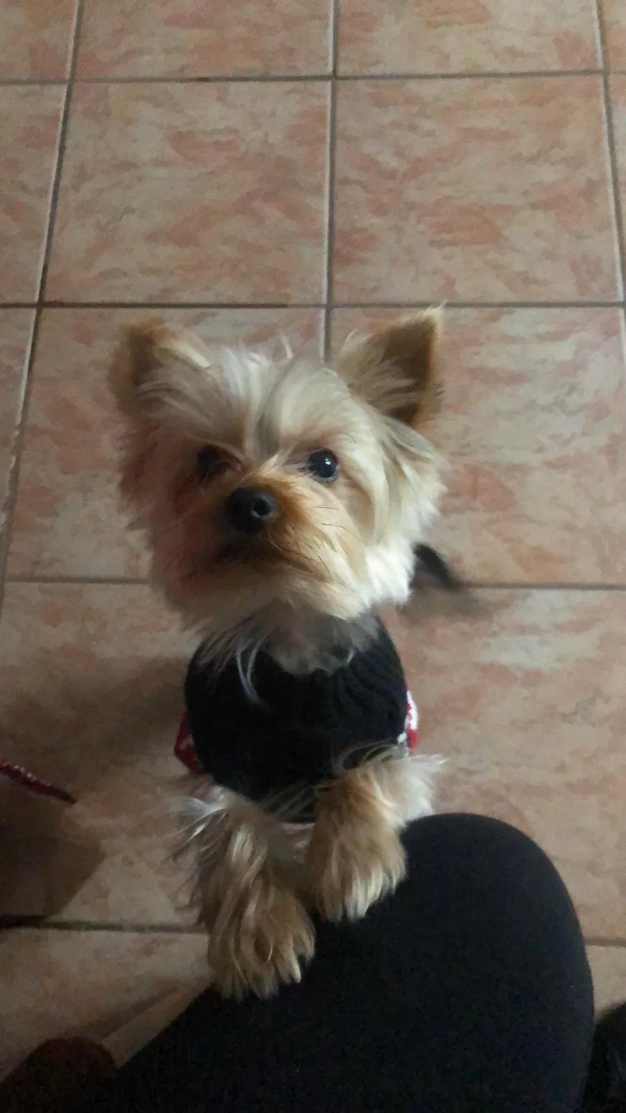 Lost dog in Paterson, NJ, 7513