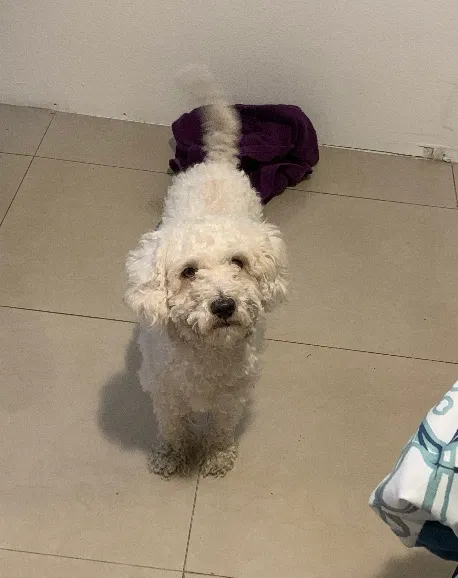 Lost dog in Pomona, CA, 91767