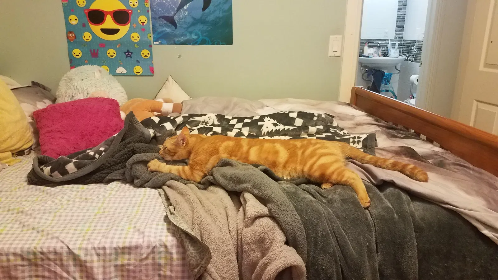 Lost cat in La Habra, CA, 90631