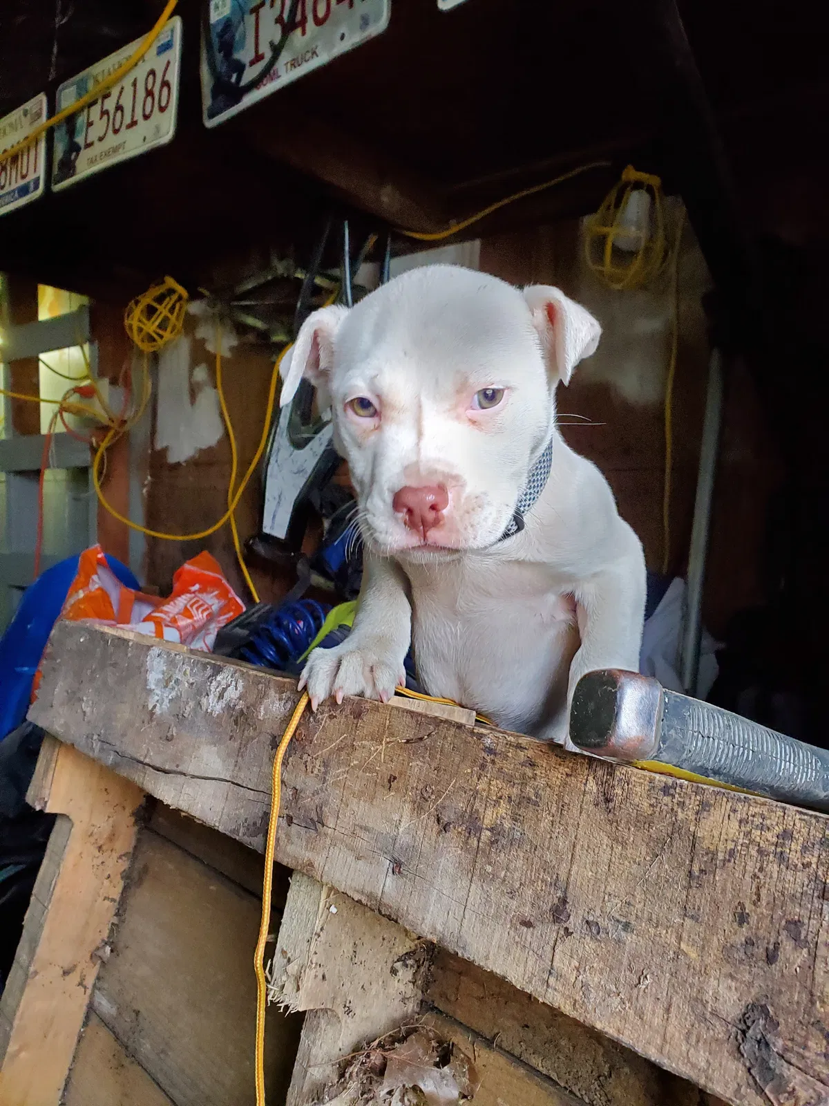 Lost dog in Tulsa, OK, 74115