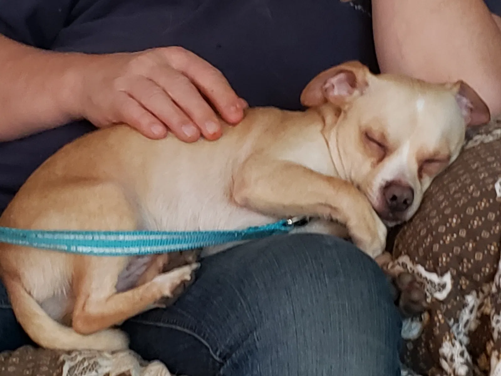 Lost dog in Monroe, MI, 48161
