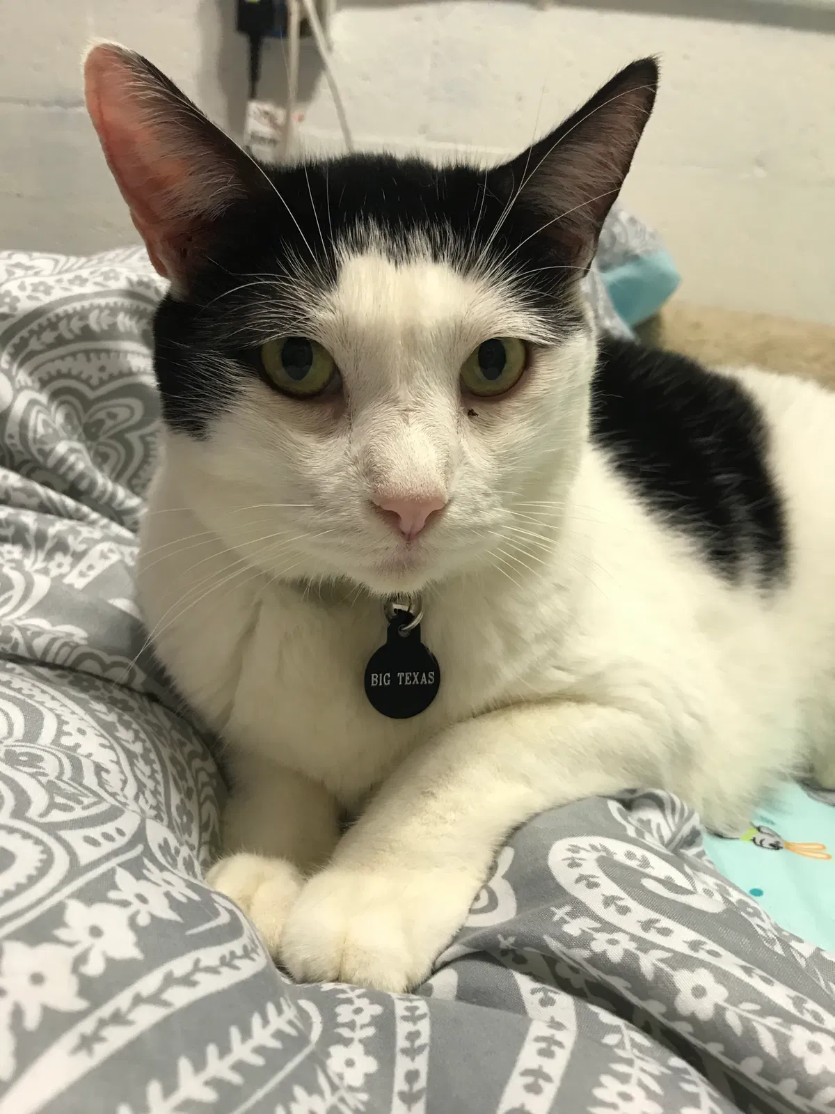 Lost cat in Fort Lauderdale, FL, 33312